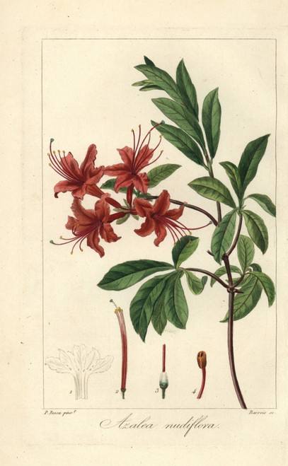 Pink Azalea  Rhododendron Nudiflorum Poster Print By ® Florilegius / Mary Evans - Item # VARMEL10934618