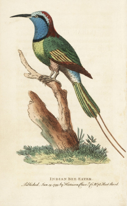 Indian Bee Eater  Merops Orientalis Poster Print By ® Florilegius / Mary Evans - Item # VARMEL10937963 Indian Bee Eater  Merops Orientalis Poster Print By ® Florilegius / Mary Evans - Item # VARMEL10937963