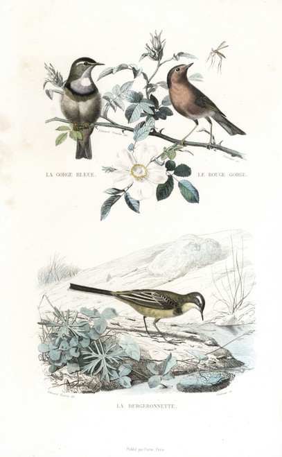 Bluethroat  Robin And Western Yellow Wagtail Poster Print By ® Florilegius / Mary Evans - Item # VARMEL10935789