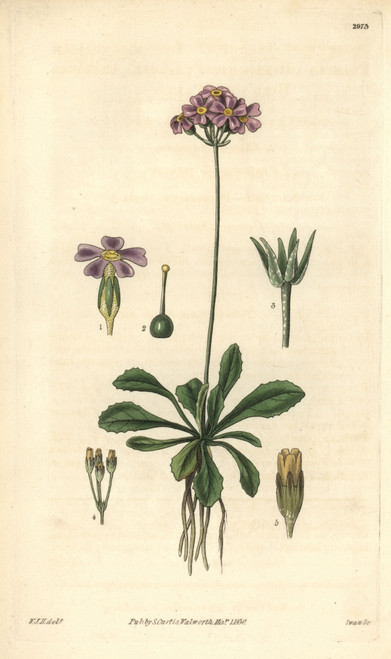 Lesser American Bird'S-Eye Or Mistassini Primroseà Poster Print By ® Florilegius / Mary Evans - Item # VARMEL10934945