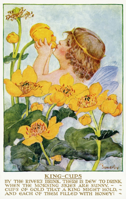 King Cups Poster Print By Mary Evans Picture Library/Peter & Dawn Cope Collection - Item # VARMEL10982037
