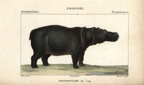 Cape Hippopotamus  Hippopotamus Amphibius Capensis Poster Print By ® Florilegius / Mary Evans - Item # VARMEL10938925 Cape Hippopotamus  Hippopotamus Amphibius Capensis Poster Print By ® Florilegius / Mary Evans - Item # VARMEL10938925