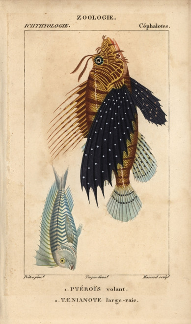 Lionfish  Pterois Volitans  And Blue Blanquilloà Poster Print By ® Florilegius / Mary Evans - Item # VARMEL10938421 Lionfish  Pterois Volitans  And Blue Blanquilloà Poster Print By ® Florilegius / Mary Evans - Item # VARMEL10938421
