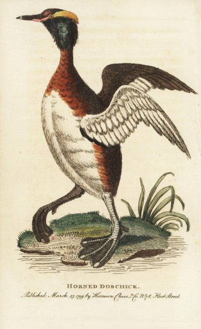Horned Grebe  Podiceps Auritus Poster Print By ® Florilegius / Mary Evans - Item # VARMEL10937801