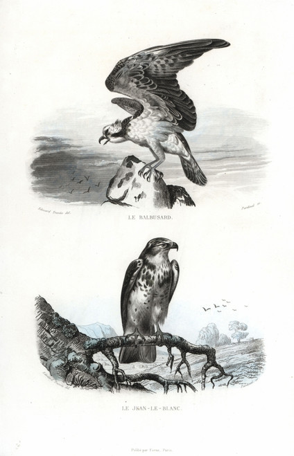 Osprey And Short-Toed Snake Eagle Poster Print By ® Florilegius / Mary Evans - Item # VARMEL10935791
