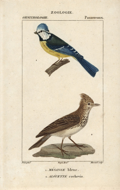 Blue Tit  Parus Caeruleus  And Crested Larkà Poster Print By ® Florilegius / Mary Evans - Item # VARMEL10938943