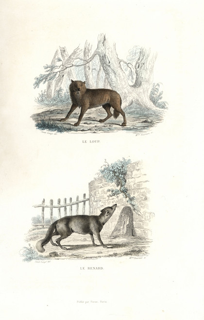 Wolf And Fox Poster Print By ® Florilegius / Mary Evans - Item # VARMEL10935773