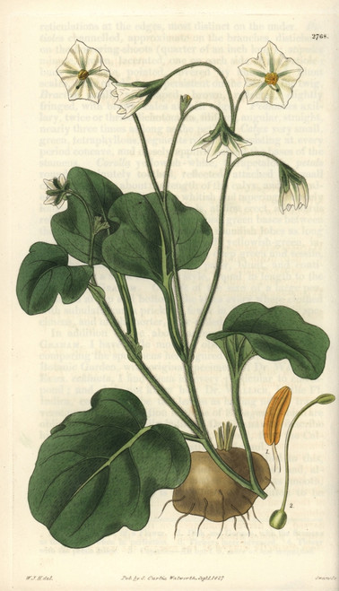 Witheringia Montana Or Solanum Montanum  Mountain Potato Poster Print By ® Florilegius / Mary Evans - Item # VARMEL10934916