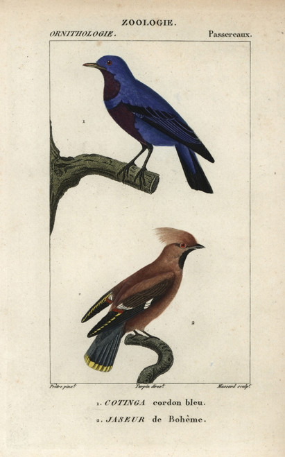 Purple-Breasted Cotinga  Cotinga Cotinga  Andà Poster Print By ® Florilegius / Mary Evans - Item # VARMEL10938923