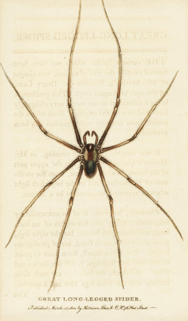 Great Long-Legged Spider Poster Print By ® Florilegius / Mary Evans - Item # VARMEL10937933