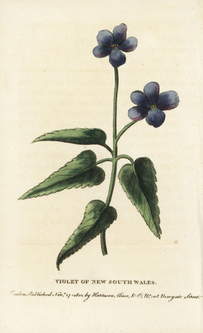 Violet Of New South Wales  Viola Species Poster Print By ® Florilegius / Mary Evans - Item # VARMEL10937826