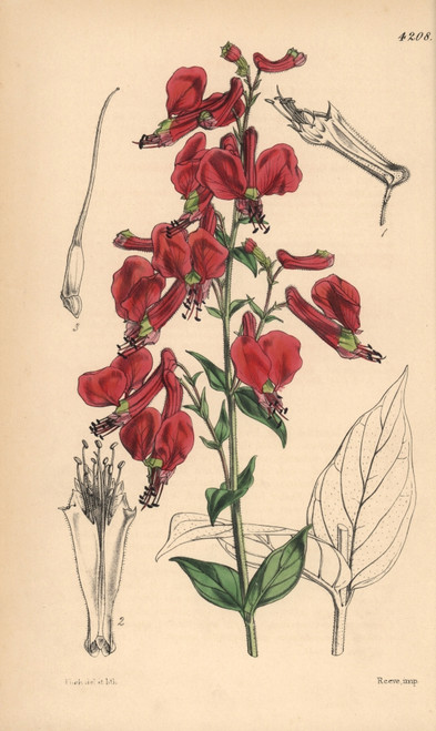 Large Red-Flowered Cuphea  Cuphea Cordata Poster Print By ® Florilegius / Mary Evans - Item # VARMEL10935023