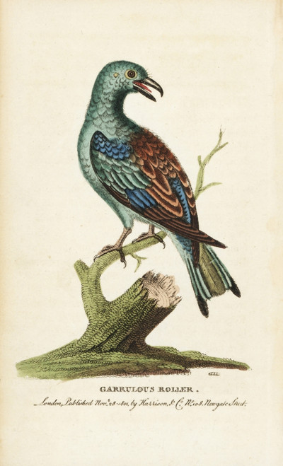 European Or Garrulous Roller  Coracia Garrulus Poster Print By ® Florilegius / Mary Evans - Item # VARMEL10937969