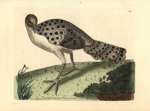 Gray Peacock-Pheasant  Polyplectron Bicalcaratum Poster Print By ® Florilegius / Mary Evans - Item # VARMEL10940657