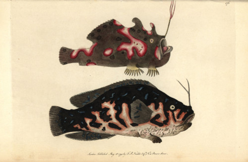 The Warty Or Clown Frogfish  Antennarius Maculatusà Poster Print By ® Florilegius / Mary Evans - Item # VARMEL10940300