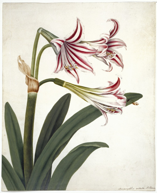 Amaryllis Vittata  Amaryllis Poster Print By Mary Evans / Natural History Museum - Item # VARMEL10711265