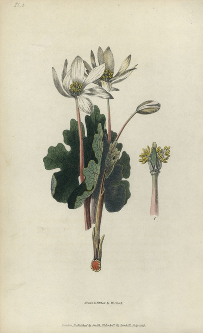 Bloodroot  Sanguinaria Canadensis Poster Print By ® Florilegius / Mary Evans - Item # VARMEL10936741