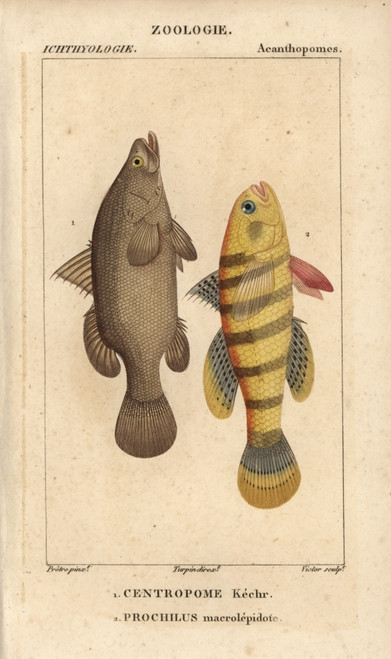 Nile Perch  Lates Niloticus  And Sleeper Fishà Poster Print By ® Florilegius / Mary Evans - Item # VARMEL10938413