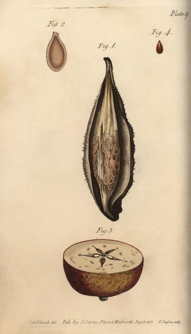 Seed Vessel Pericarpium Of The Milkweed Asclepiasà Poster Print By ® Florilegius / Mary Evans - Item # VARMEL10936085
