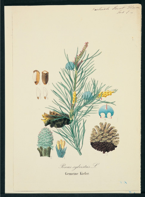 Pinus Sylvestris  Scots Pine Poster Print By Mary Evans / Natural History Museum - Item # VARMEL10706772