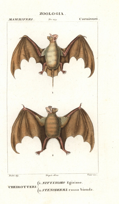 Egyptian Free-Tailed Bat  Tadarida Aegyptiacaà Poster Print By ® Florilegius / Mary Evans - Item # VARMEL10936140