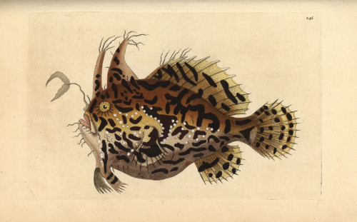Sargassumfish  Histrio Histrio Poster Print By ® Florilegius / Mary Evans - Item # VARMEL10940369