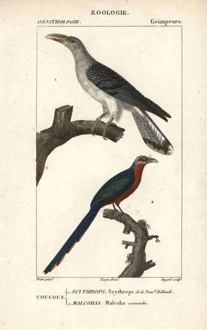 Channel-Billed Cuckoo And Chestnut-Breasted Malkoha Poster Print By ® Florilegius / Mary Evans - Item # VARMEL10939000