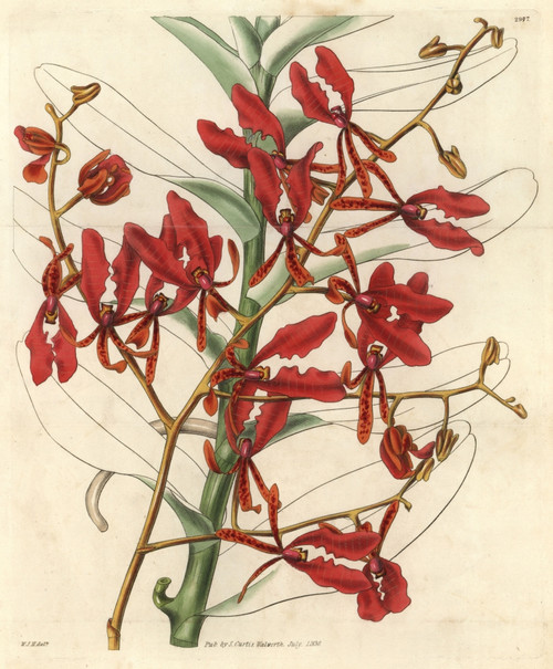 Scarlet Renanthera Orchid  Renanthera Coccinea Poster Print By ® Florilegius / Mary Evans - Item # VARMEL10934955
