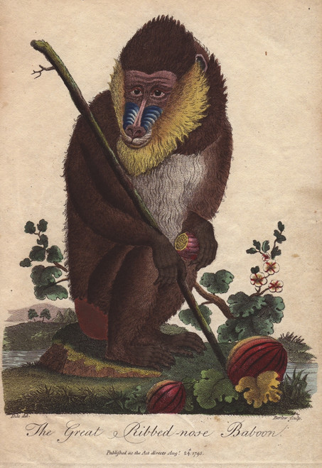 Great Ribbed-Nose Baboon  Mandrillus Sphinx Poster Print By ® Florilegius / Mary Evans - Item # VARMEL10941197