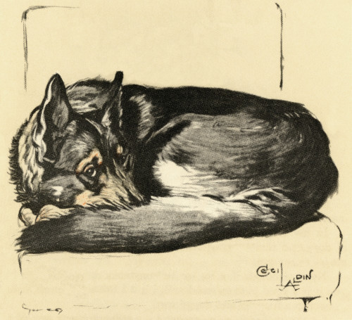 Illustration By Cecil Aldin  Alsatian Curled Up Poster Print By Mary Evans Picture Library - Item # VARMEL10980838