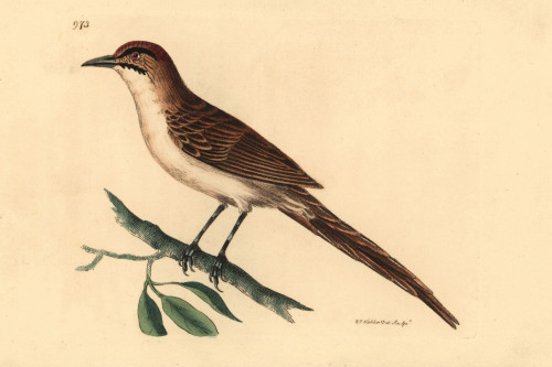 Double-Streaked Warbler  Motacilla Diophrys Poster Print By ® Florilegius / Mary Evans - Item # VARMEL10940545