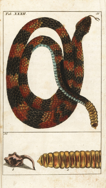 Timber Rattlesnake  Crotalus Horridus Poster Print By ® Florilegius / Mary Evans - Item # VARMEL10941752