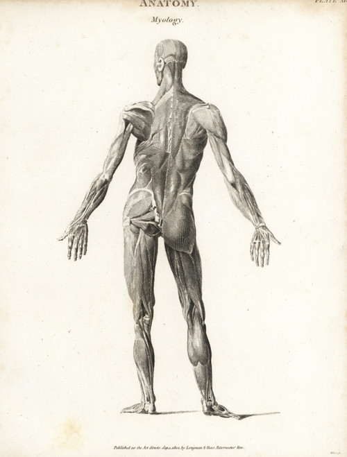 Anatomy Of Human Musculature Poster Print By ® Florilegius / Mary Evans - Item # VARMEL10935390