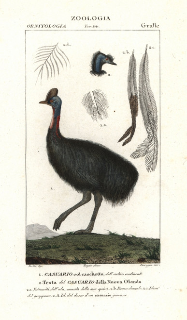 Southern Cassowary  Casuarius Casuarius Vulnerableà Poster Print By ® Florilegius / Mary Evans - Item # VARMEL10936145