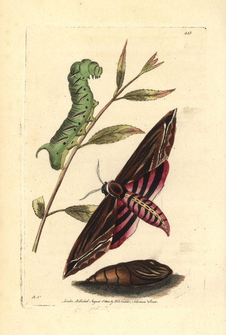 Privet Hawk Moth  Sphinx Ligustri Poster Print By ® Florilegius / Mary Evans - Item # VARMEL10940659