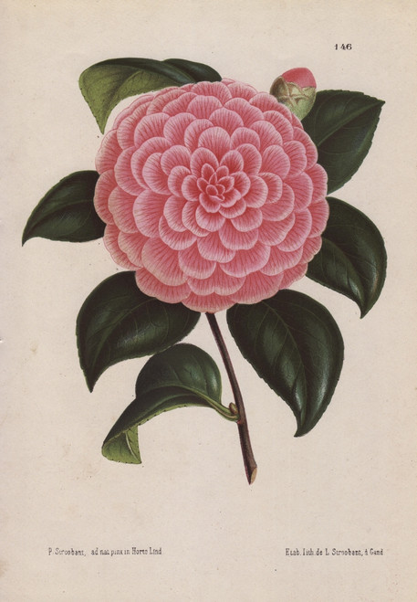 Pink Hybrid Camellia  Bertha Giglioli  Thea Japonica Poster Print By ® Florilegius / Mary Evans - Item # VARMEL10938664