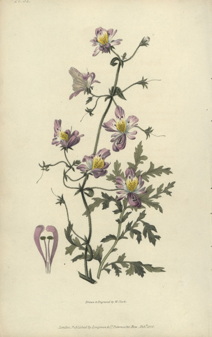 Poor Man'S Orchid  Schizanthus Porrigens Poster Print By ® Florilegius / Mary Evans - Item # VARMEL10936744
