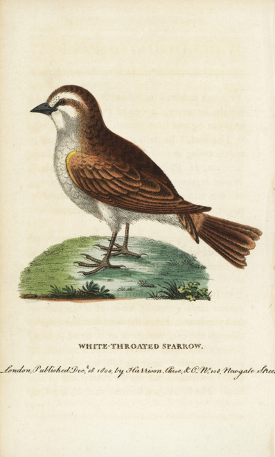 White Throated Sparrow  Zonotrichia Albicollis Poster Print By ® Florilegius / Mary Evans - Item # VARMEL10937973