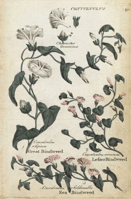 Great Bindweed  Sea Bindweed And Lesser Bindweed Poster Print By ® Florilegius / Mary Evans - Item # VARMEL10935934