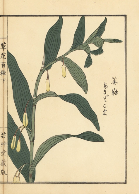 Amadokoro Or Solomon'S Seal  Polygonatum Odoratum Poster Print By ® Florilegius / Mary Evans - Item # VARMEL10938747