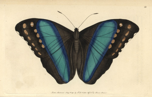 Achilles Morpho Or Great Blue-Banded Butterflyà Poster Print By ® Florilegius / Mary Evans - Item # VARMEL10940891