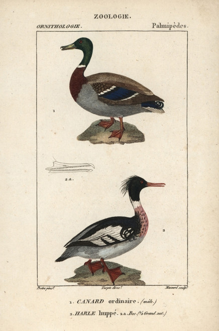 Mallard Duck  Anas Platyrhynchos  And Red-Breastedà Poster Print By ® Florilegius / Mary Evans - Item # VARMEL10938910