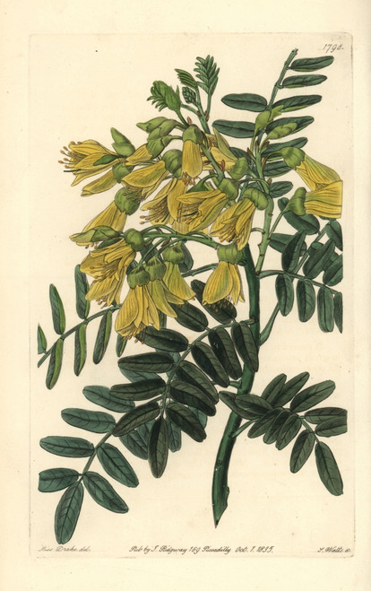 Chilian Mayu Or Mayo Tree  Edwardsia Chilensis Poster Print By ® Florilegius / Mary Evans - Item # VARMEL10935321