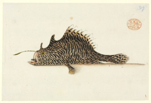 Antennarius Striatus  Striped Anglerfish Poster Print By Mary Evans / Natural History Museum - Item # VARMEL10707689