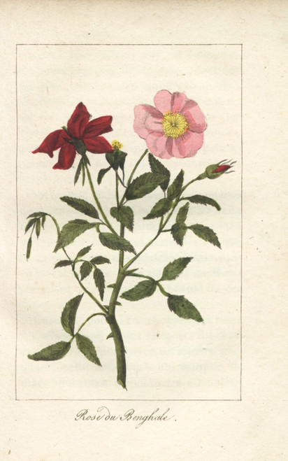 Rose Du Bengale  Rosa Indica Poster Print By ® Florilegius / Mary Evans - Item # VARMEL10938506