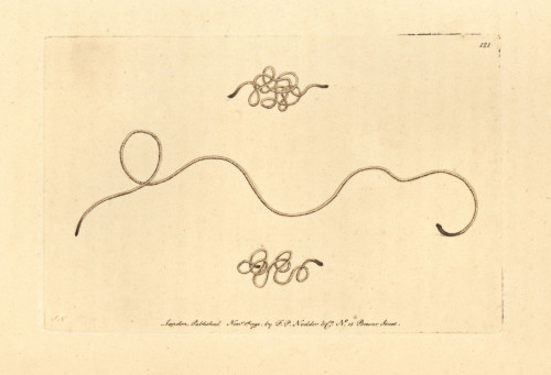 Horsehair Worm  Gordius Aquaticus Poster Print By ® Florilegius / Mary Evans - Item # VARMEL10940246