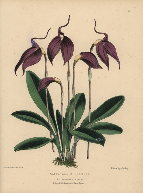 Purple Masdevallia Orchid  Masdevallia Lindeni Poster Print By ® Florilegius / Mary Evans - Item # VARMEL10936807