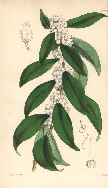Jamaica Staggerbush  Lyonia Jamaicensis Poster Print By ® Florilegius / Mary Evans - Item # VARMEL10935087