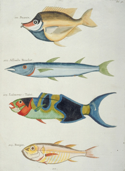 Colourful Illustration Of Four Fish Poster Print By Mary Evans / Natural History Museum - Item # VARMEL10708252