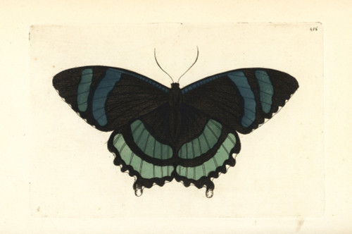 Alcides Orontes Moth Poster Print By ® Florilegius / Mary Evans - Item # VARMEL10940702